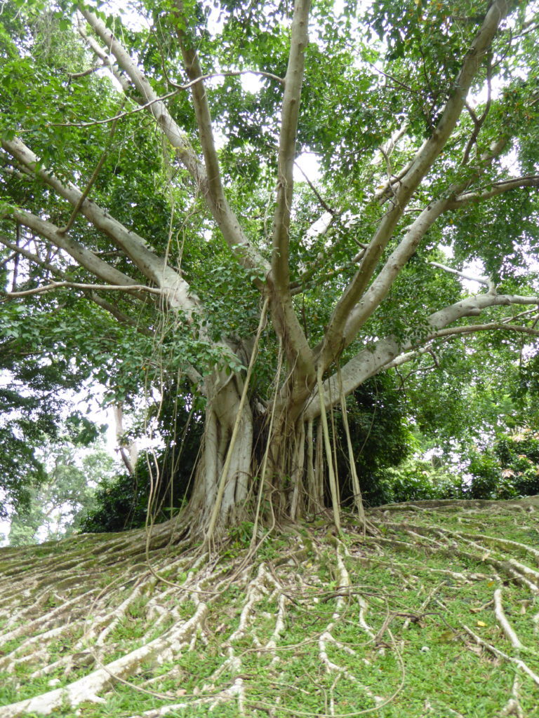 tree with crazy roots