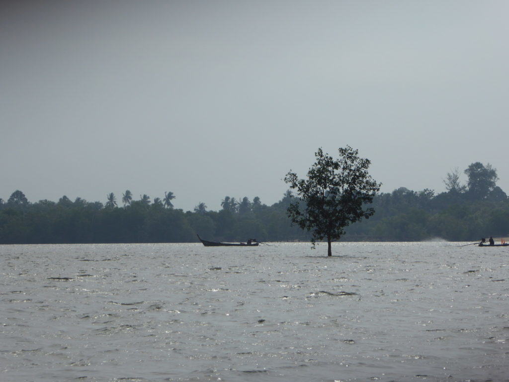 Ocean Tree