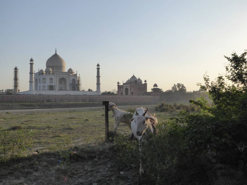 Taj Mahal goats