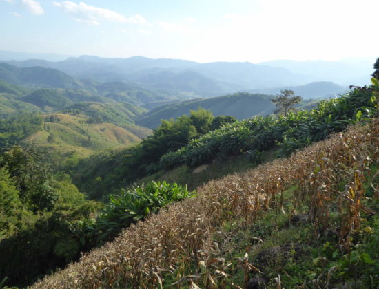 Lahu Hill Tribe Trek