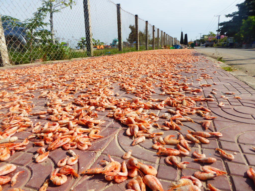 Shrimp drying on a sidewalk