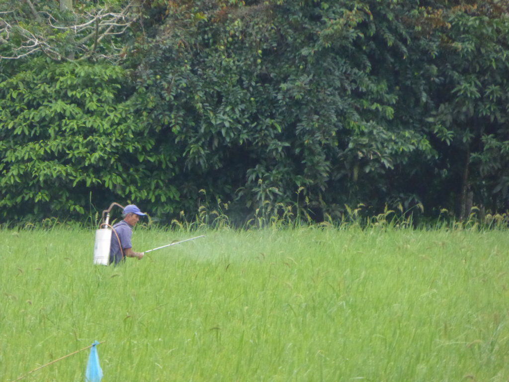 Mekong delta rice paddy