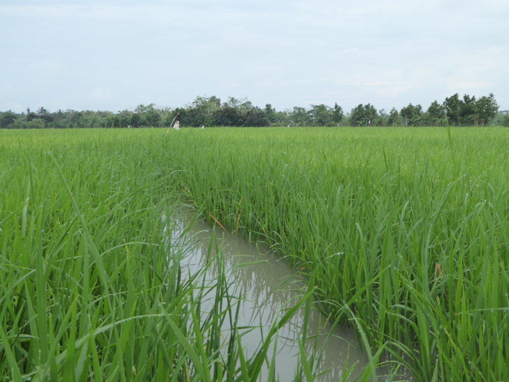 Mekong delta rice paddy