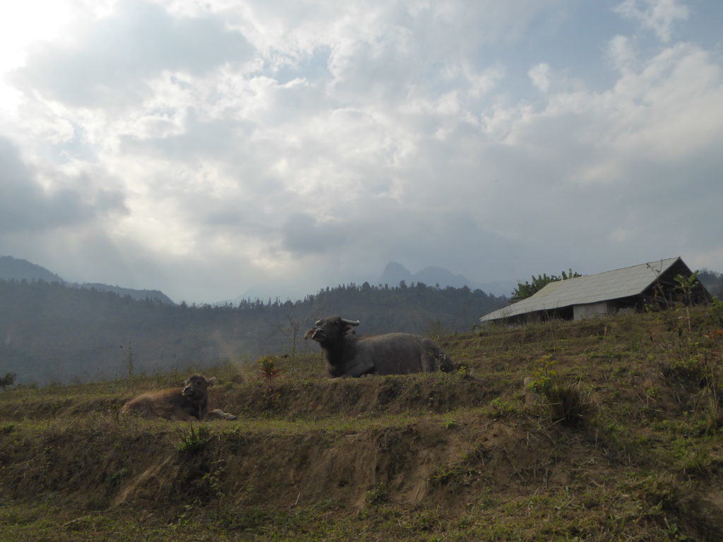 Buffalo in Sa Pa Vietnam