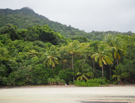 Daintree Rainforest