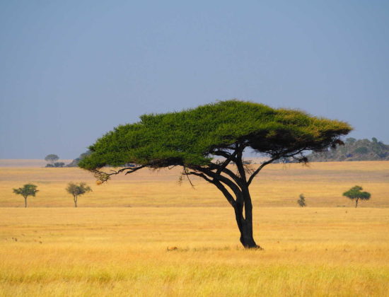 Serengeti